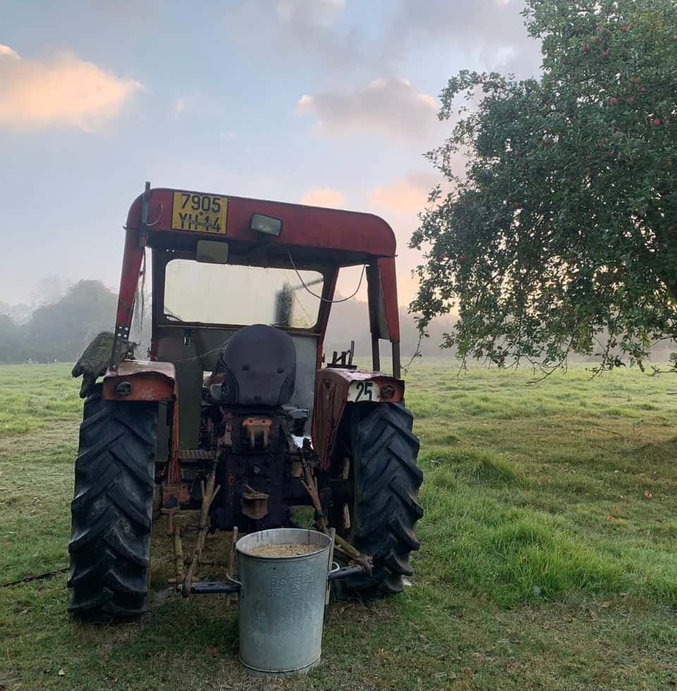 Old tractor in an orchard with green grass and a tree with pink flowers, capturing a rural orchard scene.